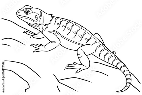 coloring page line art the chuckwalla black vector