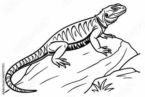 coloring page line art the chuckwalla black vector
