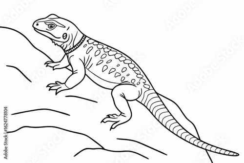 coloring page line art the chuckwalla black vector