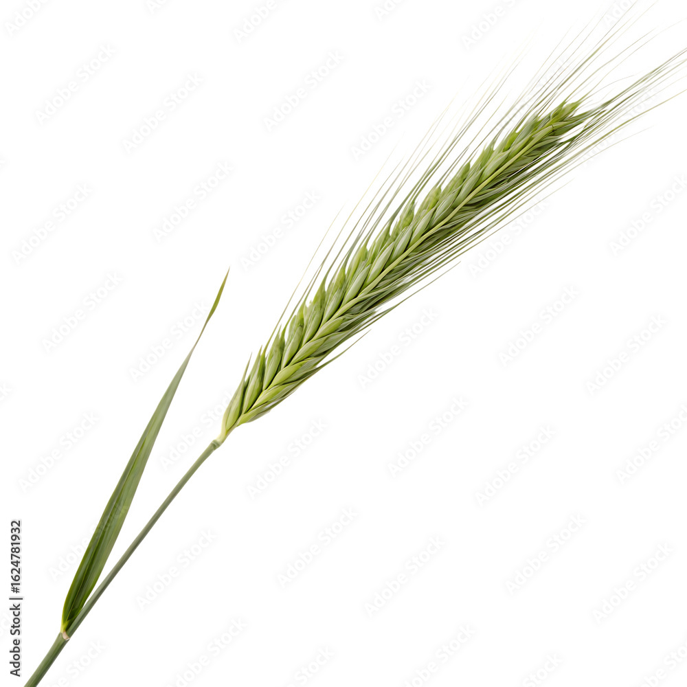 Single green wheat stalk with grains isolated on a transparent background png Single green wheat stalk with grains isolated on a transparent background png