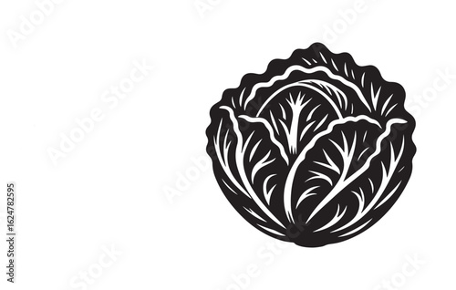 vector illustration of a cabbage