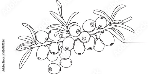 Minimalist sea buckthorn line drawing for botanical illustration