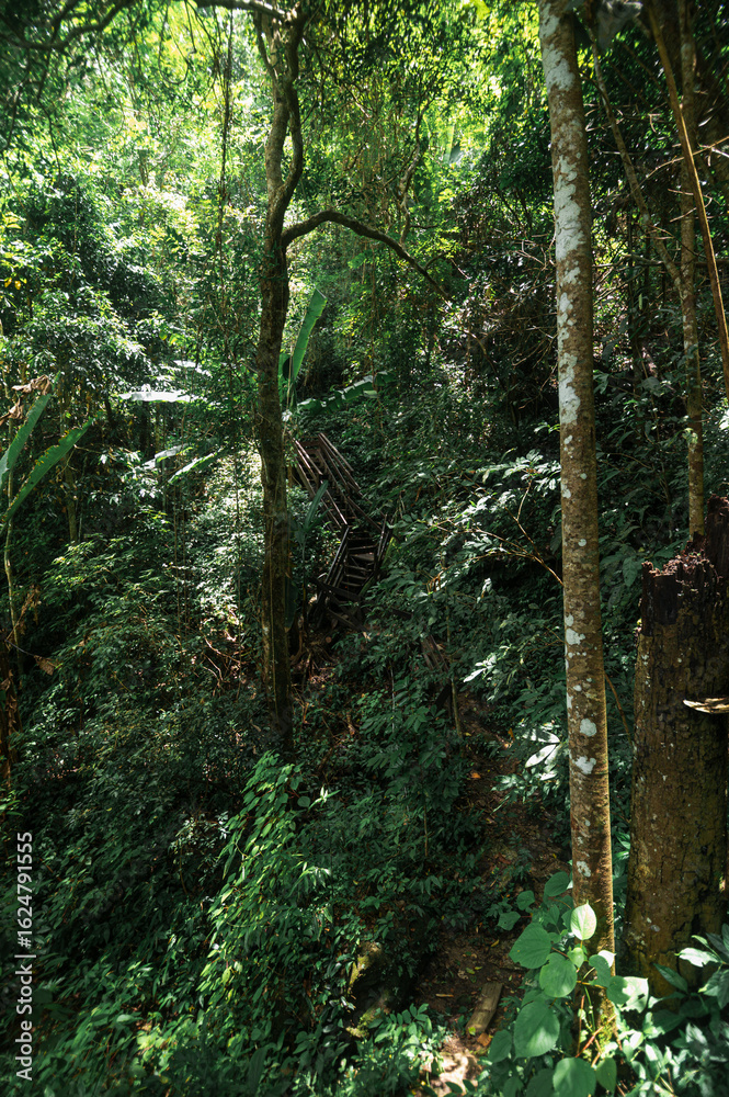 Fototapeta premium Lush Green Forest Pathway to Monthathan Waterfall in Chiang Mai