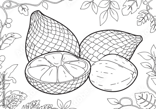 Detailed Line Art Illustration of Salak Fruits and Foliage for C
