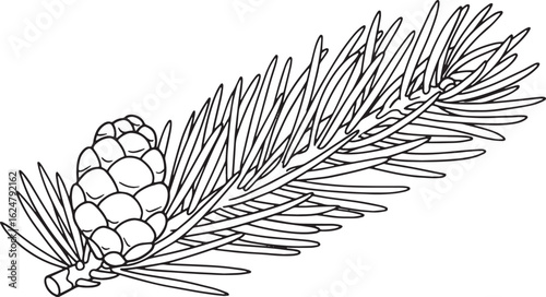 Elegant line art illustration of a fir branch with pine cone for