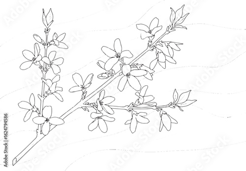 Delicate forsythia branch outline illustration against a minimal