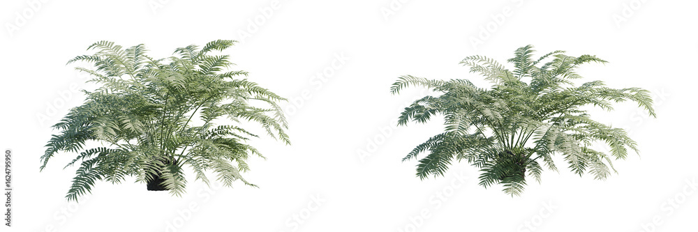 Angiopteris Fokiensis (Giant Fern) Isolated PNG - Transparent Tropical Plant Asset Angiopteris Fokiensis (Giant Fern) Isolated PNG - Transparent Tropical Plant Asset