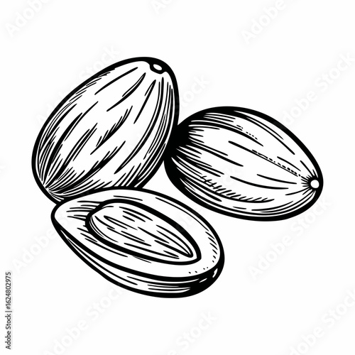 Monochrome line sketch of whole and halved nutmeg seeds with visible inner texture, representing aromatic spice, culinary use, and natural seasoning
