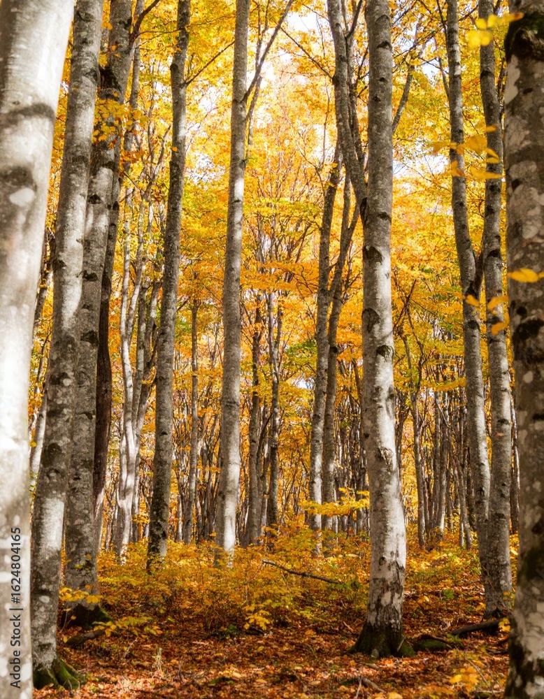 Fototapeta premium birch forest in autumn inside the planting of yellowed trees