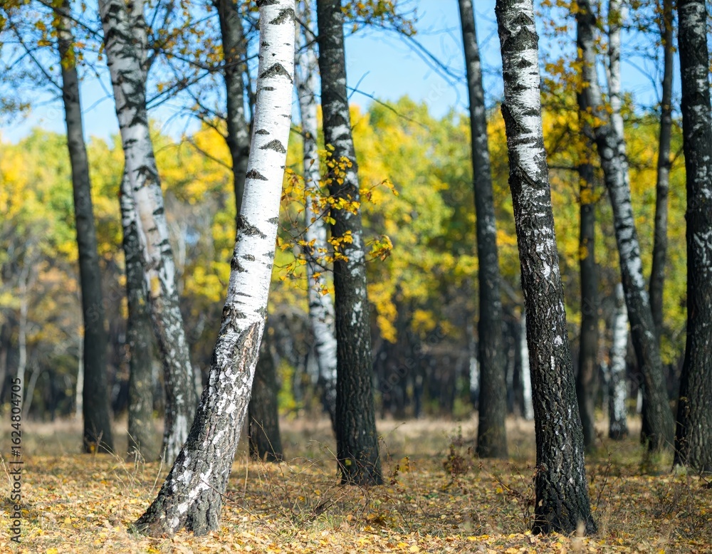 Fototapeta premium birch forest in autumn inside the planting of yellowed trees