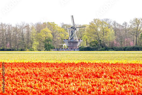 Holland - Tulpen - Niederlande