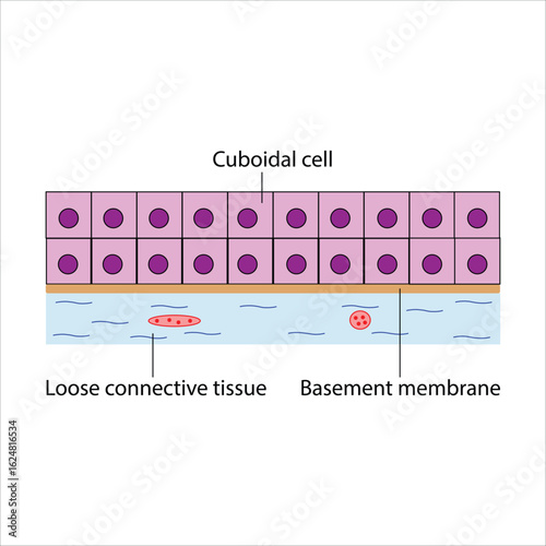 Diagram of Stratified Cuboidal Epithelial Tissue and Associated Structures