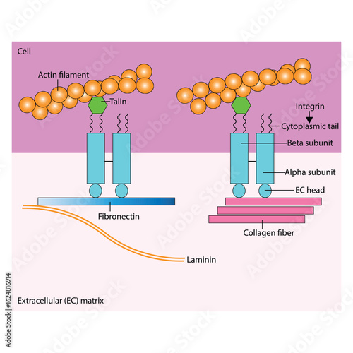 Focal Adhesion plaques - Integrin-Mediated Cell Interactions in the Extracellular Matrix