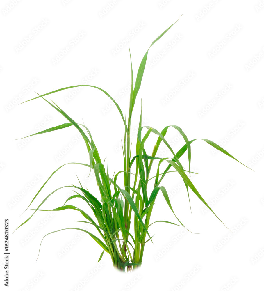 Fototapeta premium Fresh green grass.