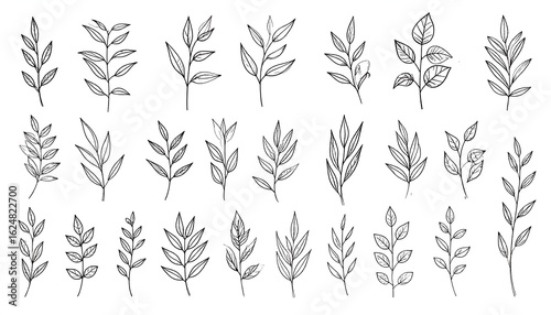 Collection of Hand Drawn Botanical Line Art: Twigs and Leaves