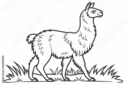 coloring page line art the alpaca black vector