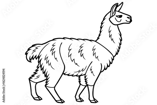 coloring page line art the alpaca black vector
