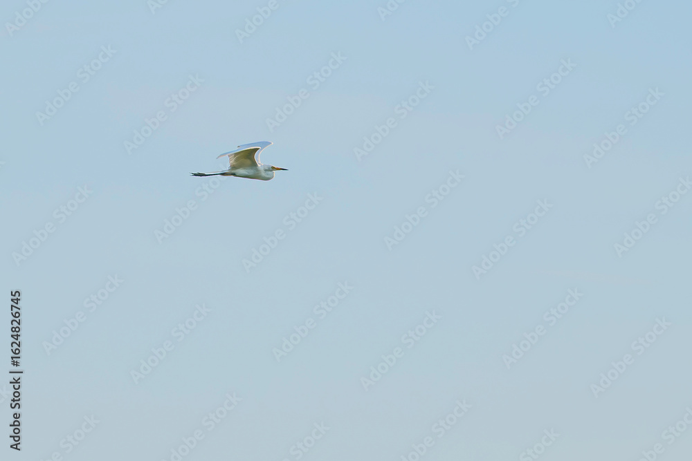 Obraz premium White heron flying in the blue sky 