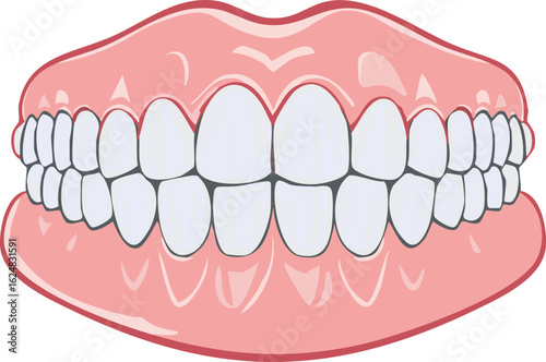 Illustration showing a full set of dentures, with white teeth set in pink gums, viewed frontally.