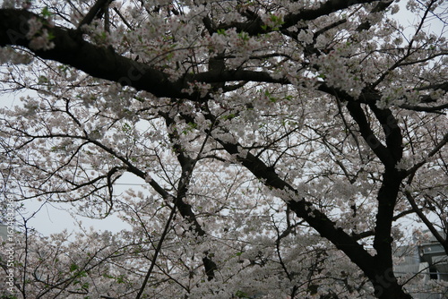 桜の季節