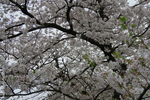 桜の満開