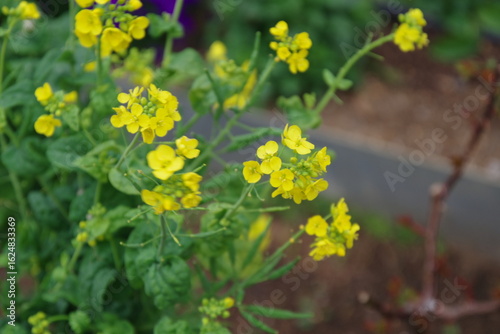 道端の花