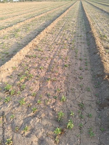 Sesame plant on farm for harvest are cash crops.They have antioxidant,cholesterol reduction,blood lipid regulation,liver,kidney protection,cardiovascular system protection,anti-inflammatory,anti-tumor