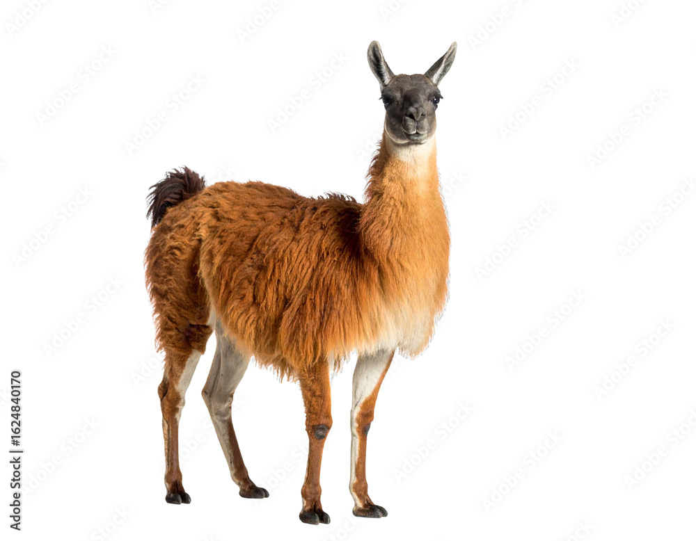 Obraz premium Brown llama standing on transparent background