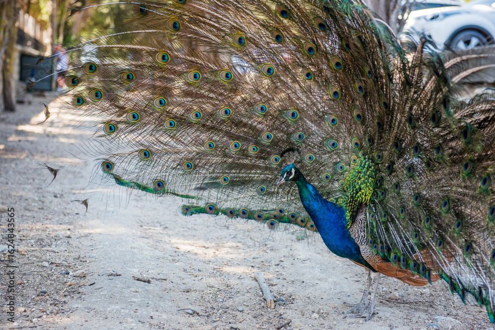 Obraz premium Peacocks walking in the garden at Filerimos hill on Rhodes island in Greece