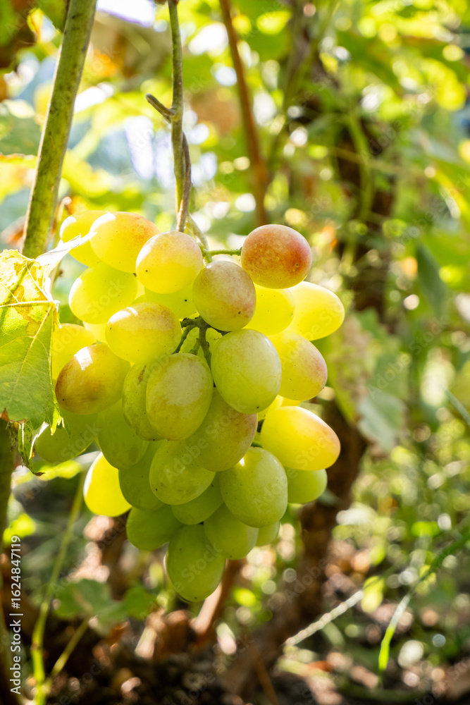 Fototapeta premium Fresh and Vibrant Green Grapes Beautifully Hanging on the Vine