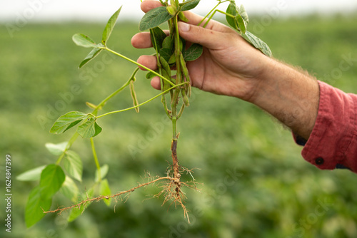 Farmer’s hand carefully inspecting a soybean plant for pests and nitrogen-fixing bacteria, highlighting plant health management and sustainable agriculture practices