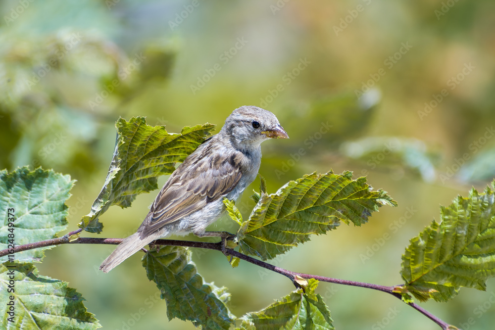 Fototapeta premium Jeune moineau domestique (Passer domesticus) perché sur une branche feuillue en été à Paris