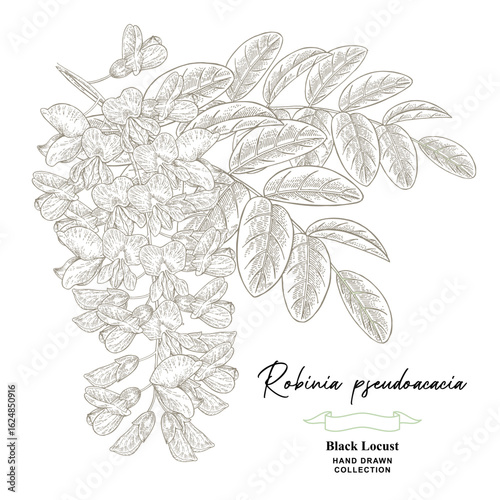 White acacia flowers hand drawn. Robinia pseudoacacia, black locust flowers. Vector illustration botanical.