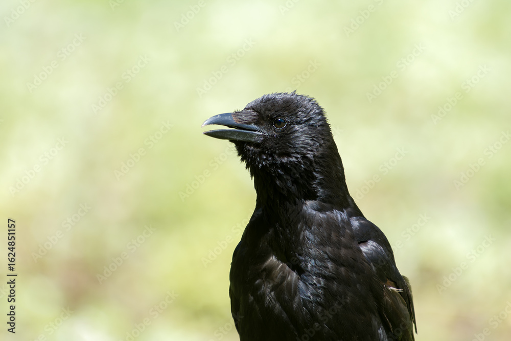 Corneille noire (Corvus corone) marchant dans l’herbe au Jardin des Tuileries, en plein cœur de Paris Corneille noire (Corvus corone) marchant dans l’herbe au Jardin des Tuileries, en plein cœur de Paris