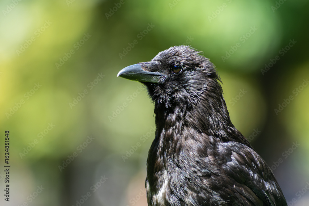 Fototapeta premium Corneille noire (Corvus corone) dans le Jardin du Luxembourg à Paris, exemple d’animaux en ville