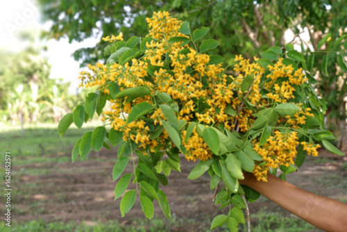 An ASEAN woman's hand is holding a bouquet of yellow padauk flowers and green leaves. (Pterocarpus macrocarpus)