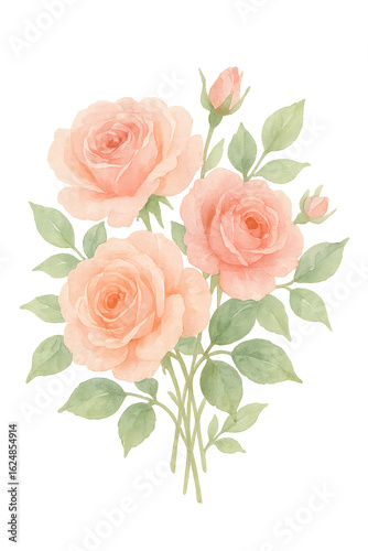 Watercolor Roses Flower on transparent background. Plant, floral
