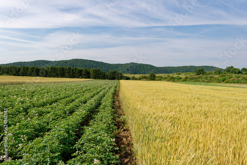An aerial view showcasing golden wheat fields and potato crops under a bright blue sky.