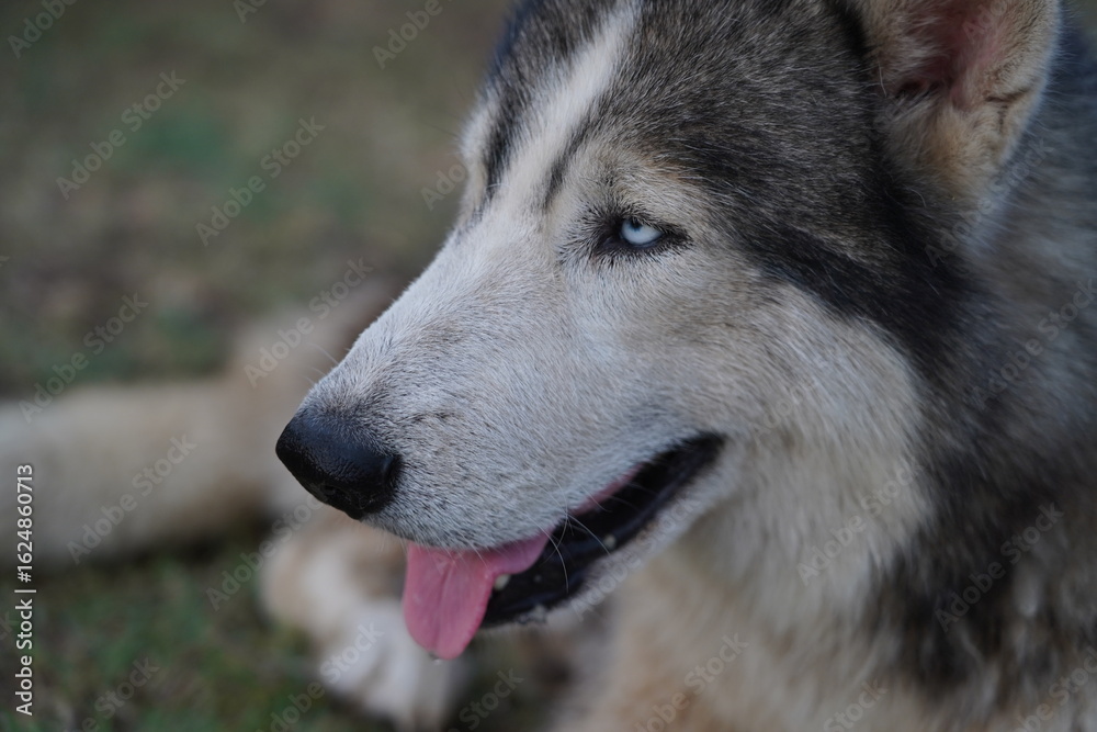 Obraz premium Close-Up of Elderly Siberian Husky with Blue Heterochromia Eyes and Skin Condition ,Close-Up Portrait of a Sick Senior Husky with Bald Patches and Blue Eyes.