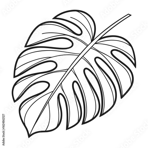 Line drawing shows a monstera leaf with detailed splits and a prominent stem