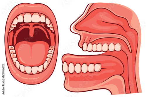 Vibrant and informative mouth anatomy illustrations depicting teeth, tongue, and jaw in various views, ideal for dental care and health education dental care graphics