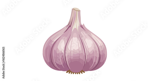 Garlic illustration on white. Food ingredient graphic element with empty background