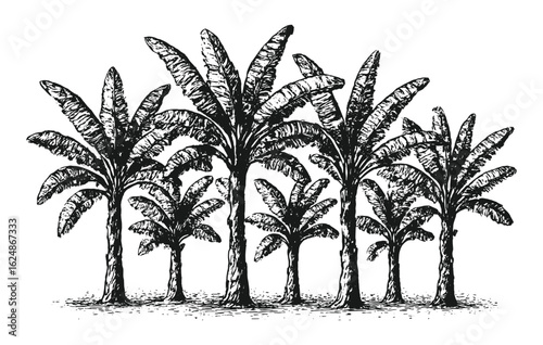 Black and white hand-drawn sketch of banana trees arranged in tropical style.