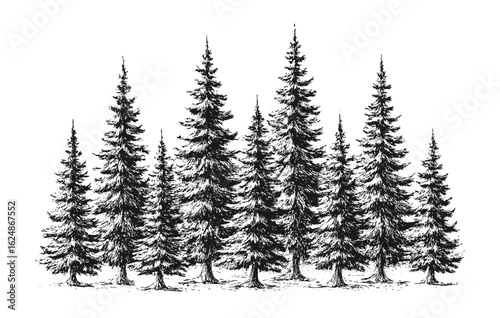 Snow-covered pine trees in a vintage black and white forest sketch.