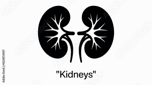 Clean black and white medical illustration of human kidneys suitable for healthcare and anatomy concepts