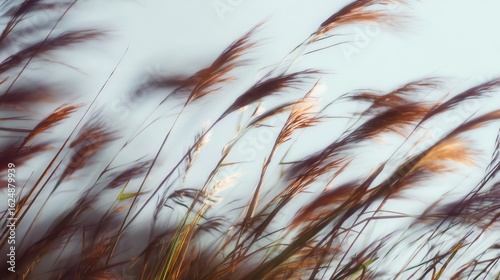 Tall grasses sway gently in the breeze against a soft, pale blue sky, creating a serene and natural outdoor scene.