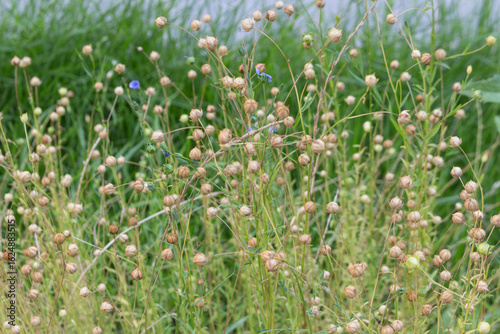 Linum, flax purple flowers on the field. Flax fruits - dried brown boxes with seeds on the field in August.