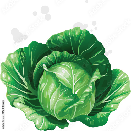  cabbage from multicolored paints splash eps