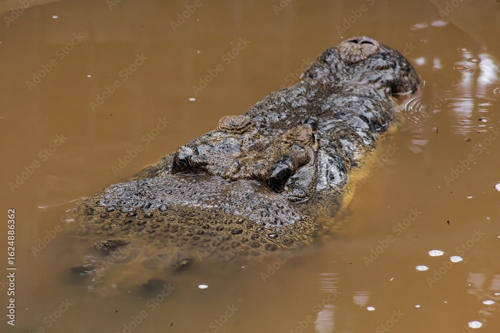Fototapeta premium Saltwater and Freshwater Crocodiles. Powerful Apex Predators of Australia’s Daintree RainforesT , Cairns, Northern Territory