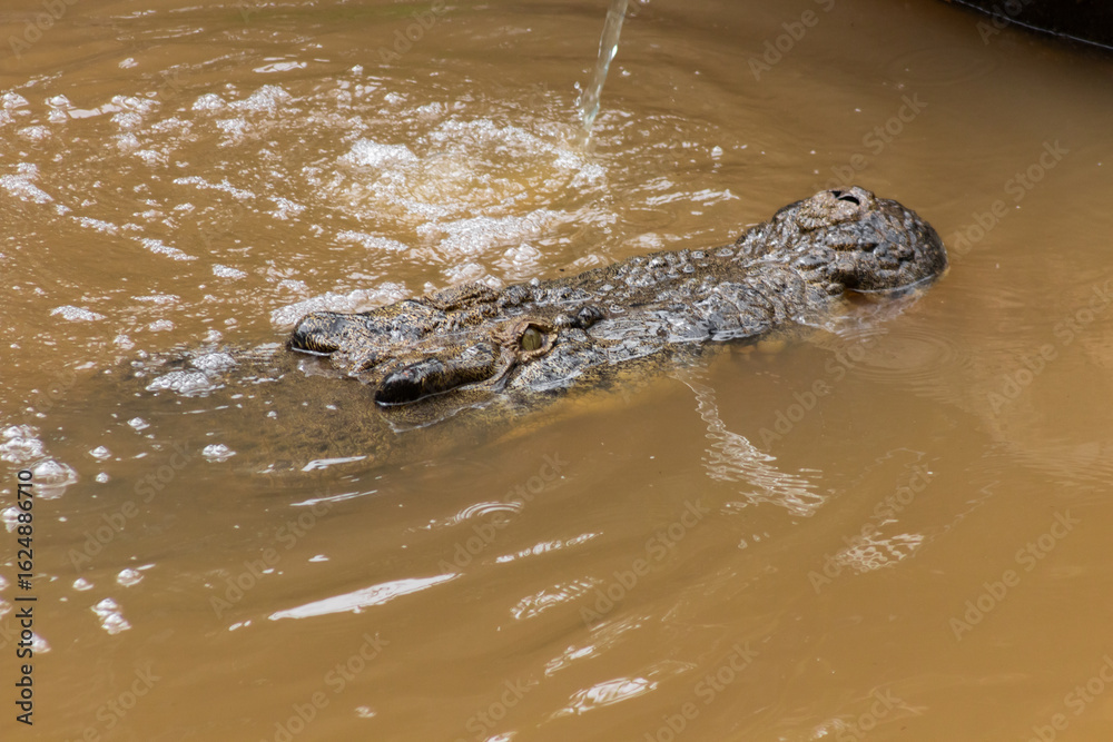 Obraz premium Saltwater and Freshwater Crocodiles. Powerful Apex Predators of Australia’s Daintree RainforesT , Cairns, Northern Territory